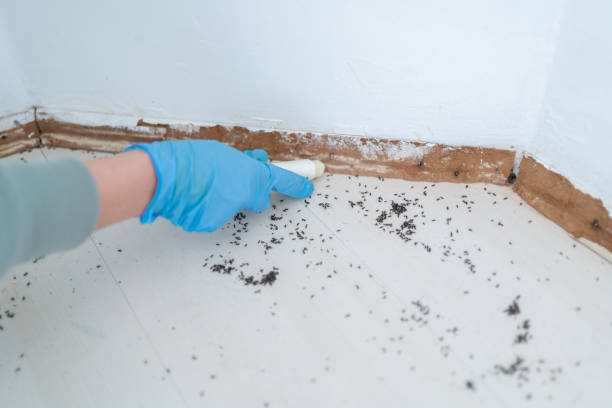 Best Rodent Control Near Me  in Middletown, NY